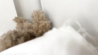 Sniffed panties and fucked a curvy girl in a wet pussy