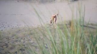 No formalities, just a passionate back entrance encounter on the nude beach
